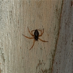 Euryopis umbilicata (Striped tick spider) at Bruce, ACT - 6 Mar 2025 by AlisonMilton