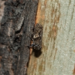 Chlamydopteryx sidnicus (Issid Planthopper) at Bruce, ACT - 6 Mar 2025 by AlisonMilton