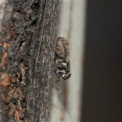 Chlamydopteryx sidnicus at Bruce, ACT - Yesterday 11:52 AM