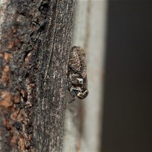 Chlamydopteryx sidnicus at Bruce, ACT - Yesterday 11:52 AM