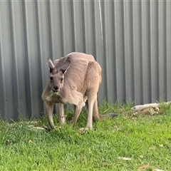 Macropus giganteus (Eastern Grey Kangaroo) at Woodforde, SA - 27 Feb 2025 by JanetRussell