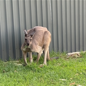 Macropus giganteus at Woodforde, SA - 27 Feb 2025 04:13 PM