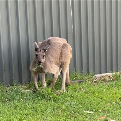 Macropus giganteus (Eastern Grey Kangaroo) at Woodforde, SA - 27 Feb 2025 by JanetRussell