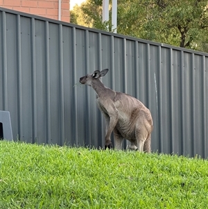 Macropus giganteus at Woodforde, SA - 27 Feb 2025 04:13 PM
