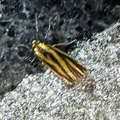 Phaeophlebosia furcifera (Forked Footman) at Reid, ACT - 13 Feb 2025 by Pirom