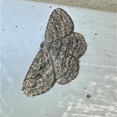 Zermizinga sinuata (Lucerne Looper, Spider Moth) at Ainslie, ACT - 30 Jan 2025 by Pirom