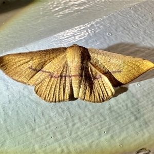 Aglaopus pyrrhata (Leaf Moth) at Ainslie, ACT - 30 Jan 2025 by Pirom