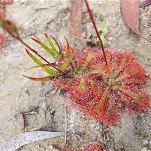 Drosera spatulata at Penrose, NSW - 6 Mar 2025 by Aussiegall