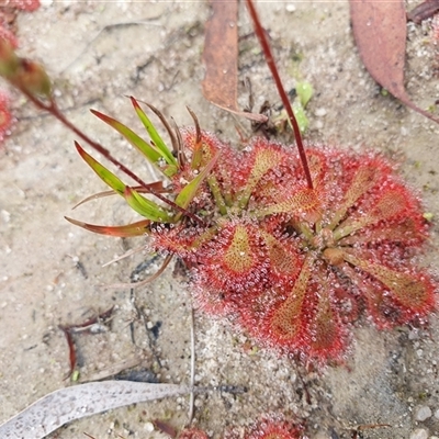 Drosera spatulata (Common Sundew) at Penrose, NSW - 6 Mar 2025 by Aussiegall