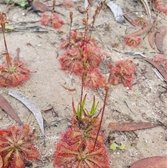 Drosera spatulata at Penrose, NSW - 6 Mar 2025 09:38 AM