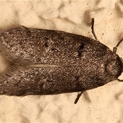 Palimmeces (genus) (a Philobota Group moth) at Ainslie, ACT - 23 Feb 2025 by jb2602