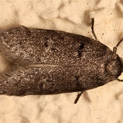 Palimmeces (genus) (a Philobota Group moth) at Ainslie, ACT - 23 Feb 2025 by jb2602