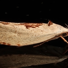 Tymbophora peltastis (A Xyloryctid moth (Xyloryctidae)) at Ainslie, ACT - 23 Feb 2025 by jb2602