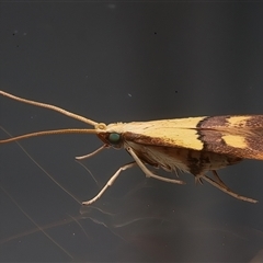 Crocanthes prasinopis (A Curved -horn moth) at Ainslie, ACT - 23 Feb 2025 by jb2602