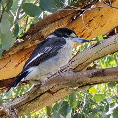 Cracticus torquatus (Grey Butcherbird) at Belconnen, ACT - 5 Mar 2025 by kasiaaus