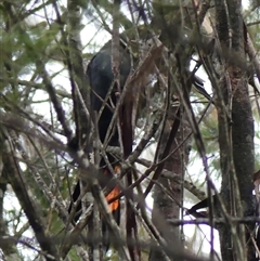 Calyptorhynchus lathami lathami (Glossy Black-Cockatoo) at High Range, NSW - 14 Jan 2022 by GITM2