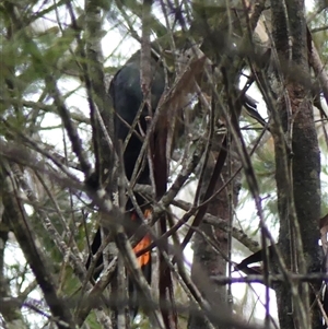 Calyptorhynchus lathami lathami at High Range, NSW - suppressed