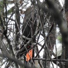 Calyptorhynchus lathami lathami at High Range, NSW - suppressed