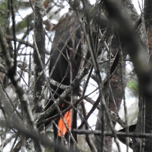 Calyptorhynchus lathami lathami at High Range, NSW - suppressed