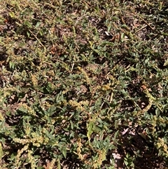 Amaranthus deflexus (Low Amaranth, Spreading Amaranth) at Watson, ACT - 26 Feb 2025 by waltraud