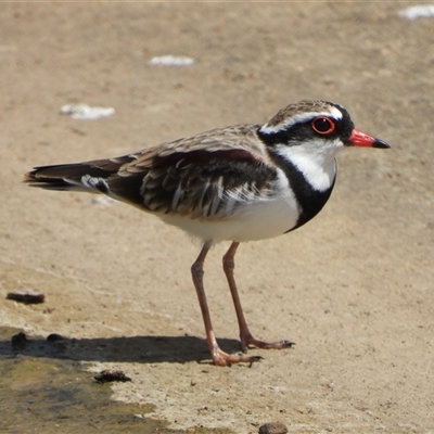 Charadrius melanops (Black-fronted Dotterel) at Coombs, ACT - 6 Mar 2025 by LineMarie