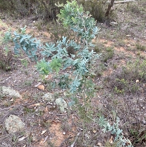 Acacia baileyana (Cootamundra Wattle, Golden Mimosa) at Watson, ACT - 23 Feb 2025 by waltraud