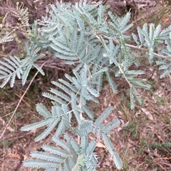 Acacia baileyana x Acacia dealbata (Cootamundra Wattle x Silver Wattle (Hybrid)) at Watson, ACT - 23 Feb 2025 by waltraud