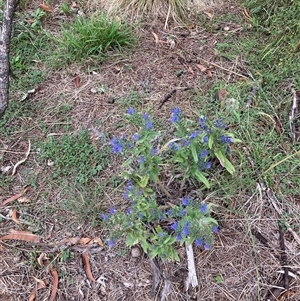 Echium vulgare (Vipers Bugloss) at Watson, ACT - 23 Feb 2025 by waltraud