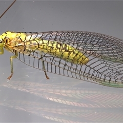 Italochrysa insignis (A Green Lacewing) at Ainslie, ACT - 23 Feb 2025 by jb2602