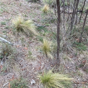 Nassella trichotoma (Serrated Tussock) at Watson, ACT - 23 Feb 2025 by waltraud