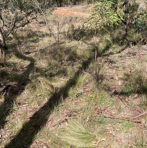 Nassella trichotoma (Serrated Tussock) at Watson, ACT - 24 Feb 2025 by waltraud