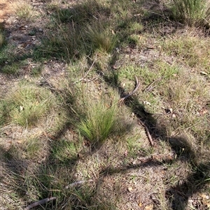 Nassella trichotoma (Serrated Tussock) at Watson, ACT - 24 Feb 2025 by waltraud