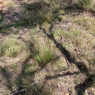 Nassella trichotoma (Serrated Tussock) at Watson, ACT - 24 Feb 2025 by waltraud