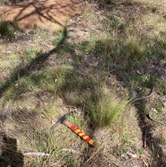 Nassella trichotoma (Serrated Tussock) at Watson, ACT - 24 Feb 2025 by waltraud