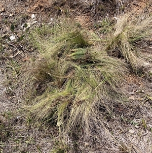 Nassella trichotoma (Serrated Tussock) at Watson, ACT - 24 Feb 2025 by waltraud