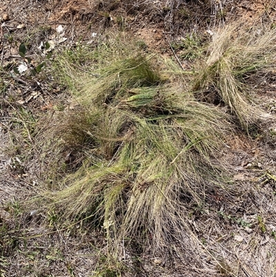 Nassella trichotoma (Serrated Tussock) at Watson, ACT - 24 Feb 2025 by waltraud