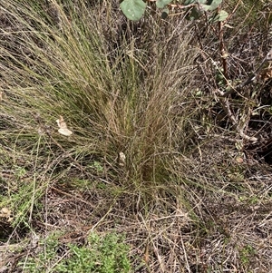 Nassella trichotoma (Serrated Tussock) at Watson, ACT - 24 Feb 2025 by waltraud