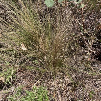 Nassella trichotoma (Serrated Tussock) at Watson, ACT - 24 Feb 2025 by waltraud