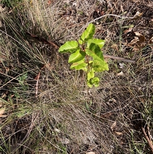 Pyrus calleryana at Watson, ACT - 26 Feb 2025 10:02 AM