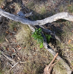 Viburnum tinus at Watson, ACT - 26 Feb 2025 10:11 AM