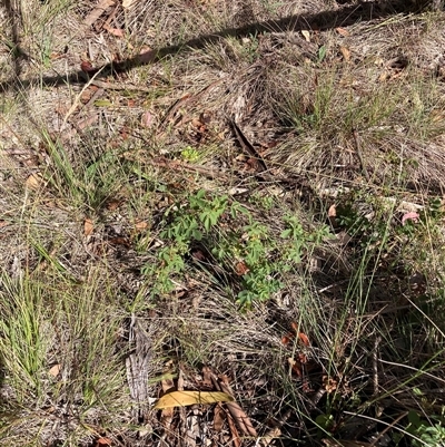 Rosa sp. (A Wild Rose) at Watson, ACT - 26 Feb 2025 by waltraud