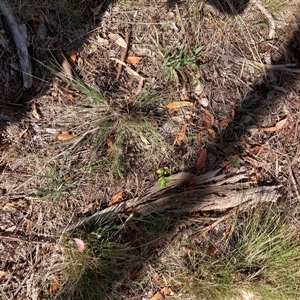 Pyrus calleryana at Watson, ACT - 26 Feb 2025 10:11 AM