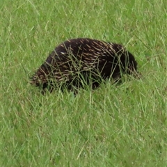 Tachyglossus aculeatus (Short-beaked Echidna) at Kangaroo Valley, NSW - 6 Mar 2025 by lbradley