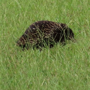 Tachyglossus aculeatus at Kangaroo Valley, NSW - suppressed