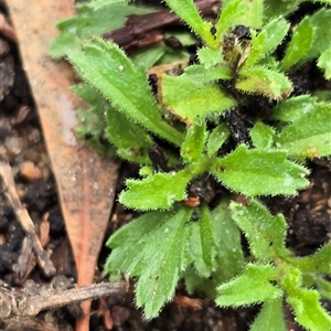 Calotis glandulosa at Binjura, NSW - 14 Feb 2025 by Lissanthe