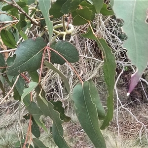 Eucalyptus globulus subsp. bicostata by Lissanthe