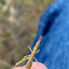 Keyacris scurra (Key's Matchstick Grasshopper) at Wamboin, NSW - 7 Mar 2025 by JT1997