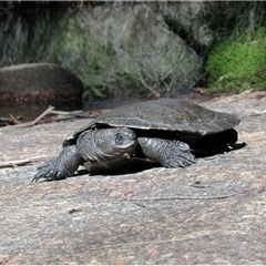 Myuchelys bellii (Western Sawshelled Turtle, Bell's Turtle) at Ballandean, QLD - 4 May 2004 by MichaelBedingfield