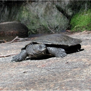 Myuchelys bellii (Western Sawshelled Turtle, Bell's Turtle) at Ballandean, QLD - 4 May 2004 by MichaelBedingfield