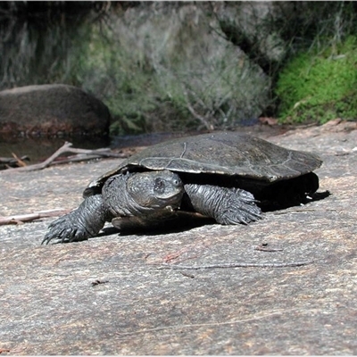 Myuchelys bellii (Western Sawshelled Turtle, Bell's Turtle) at Ballandean, QLD - 4 May 2004 by MichaelBedingfield